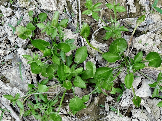{Eryngium prostratum}